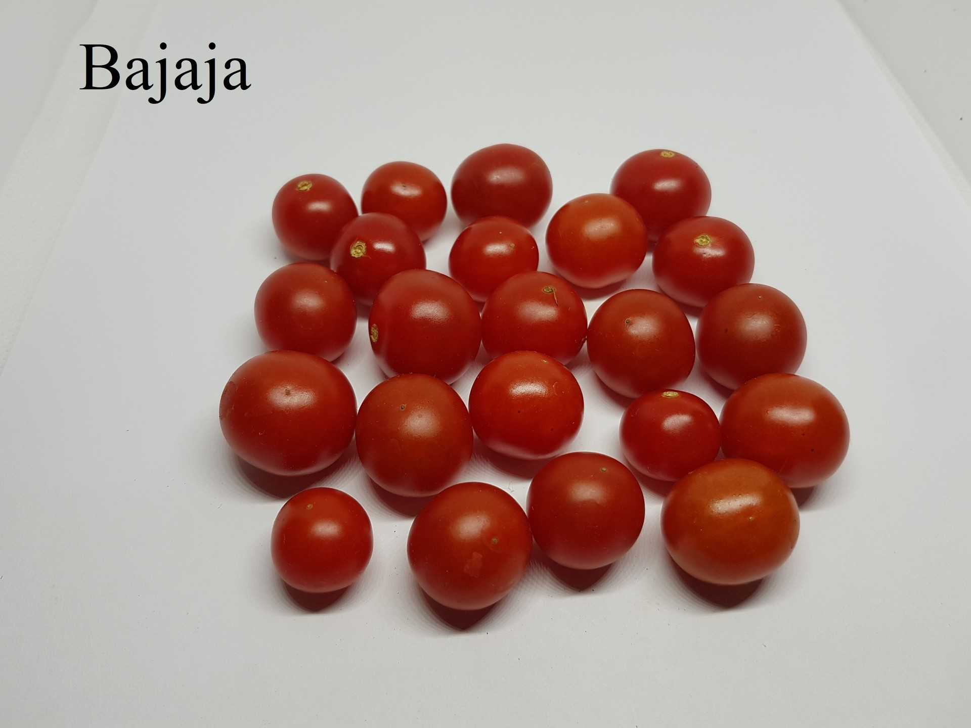 Bajaja