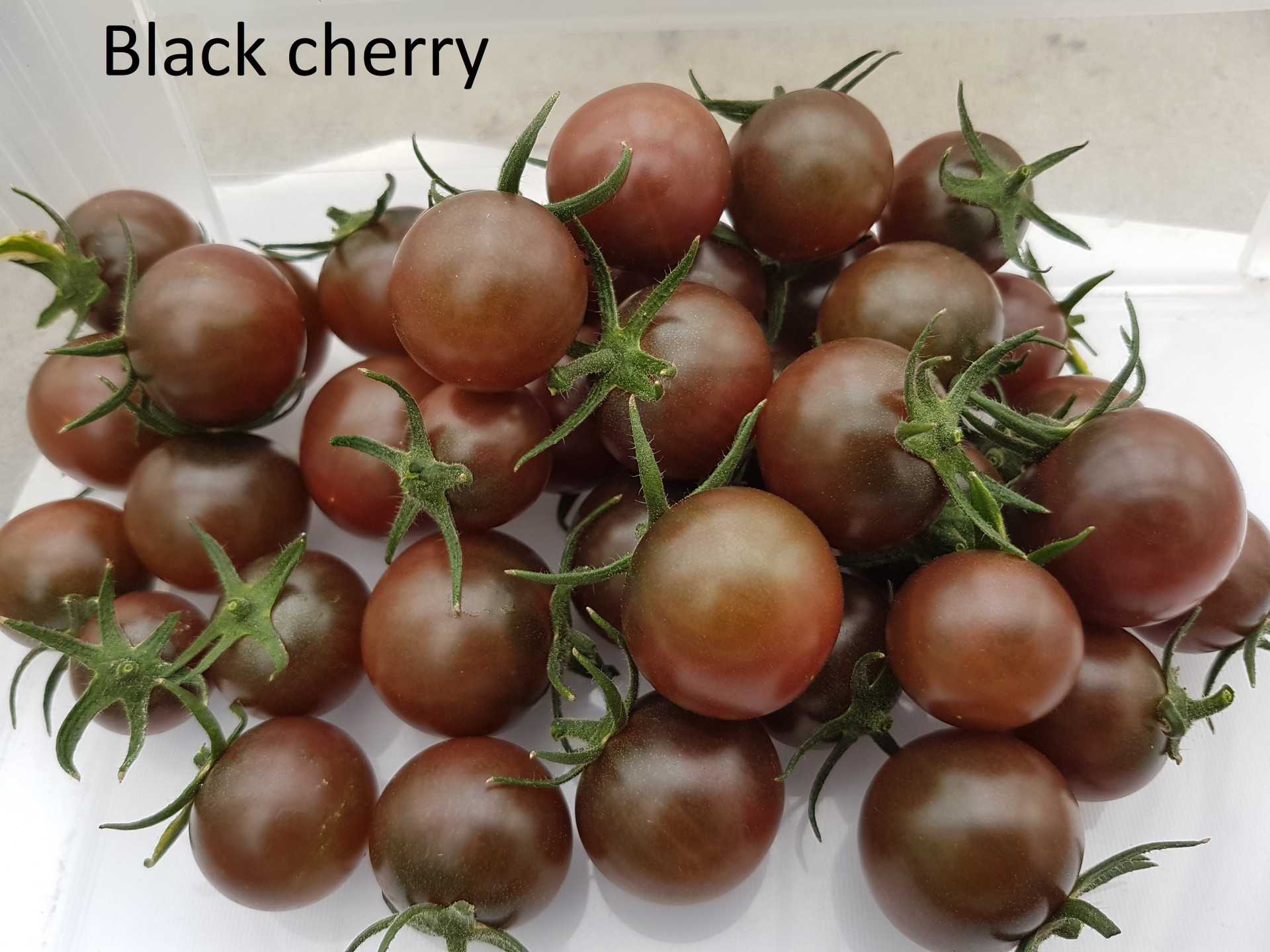 Black Cherry