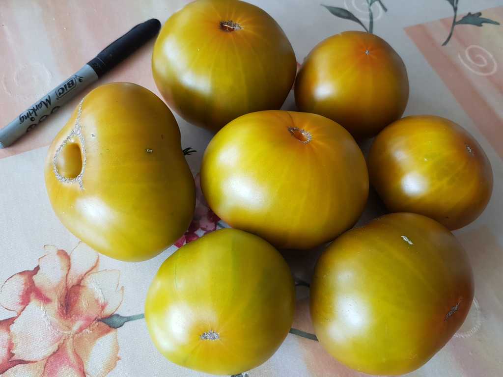 Kiwi