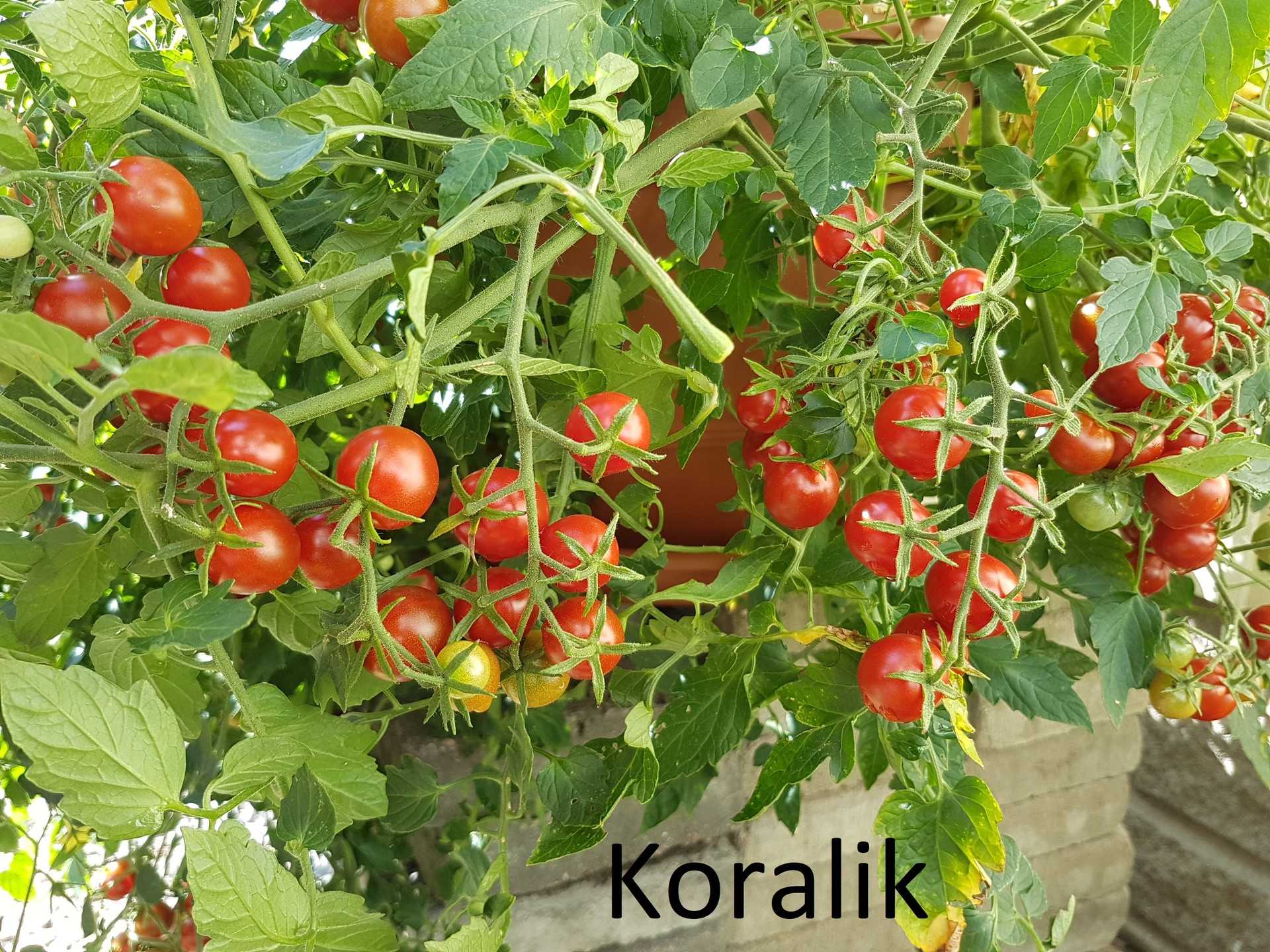 Koralik