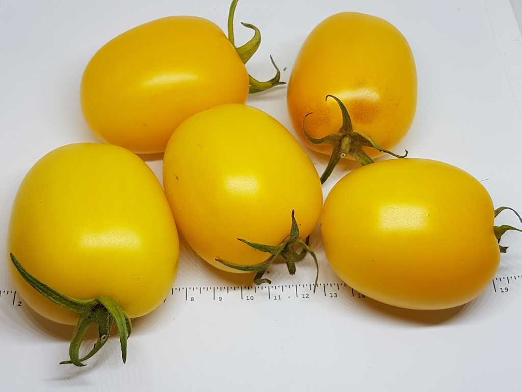 De Barao gul (guld)