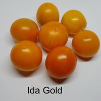Ida Gold